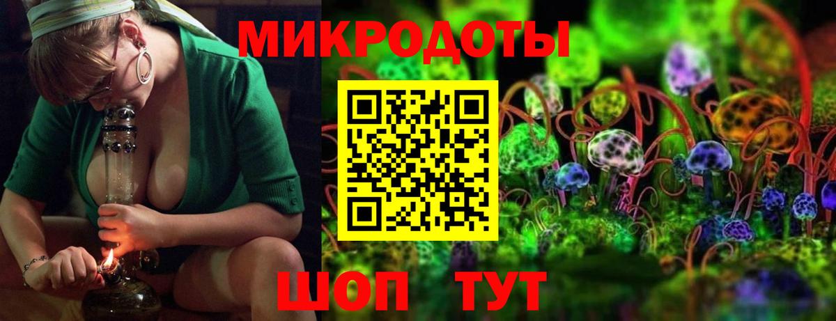 Галлюциногенные грибы Psilocybe Новороссийск